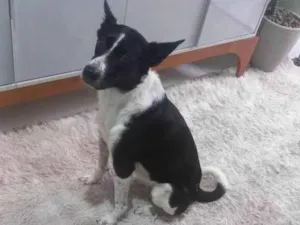 Cachorro raça SRD-ViraLata idade 3 anos nome Nick 