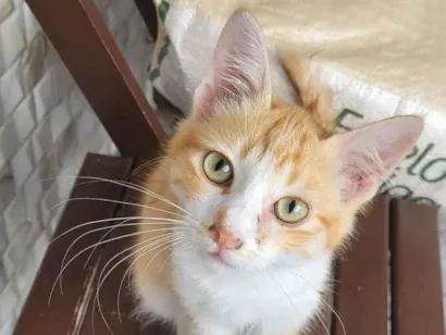Gato raça SRD-ViraLata idade 2 a 6 meses nome Sem nome
