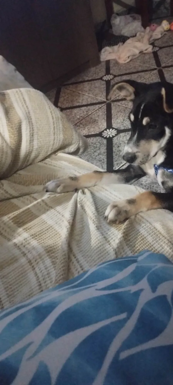 Cachorro ra a SRD-ViraLata idade 7 a 11 meses nome Simon Simão 