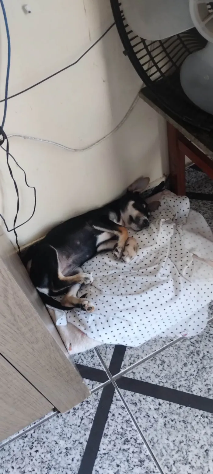Cachorro ra a SRD-ViraLata idade 7 a 11 meses nome Simon Simão 