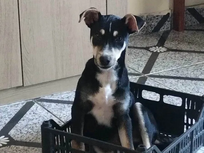 Cachorro ra a SRD-ViraLata idade 7 a 11 meses nome Simon Simão 