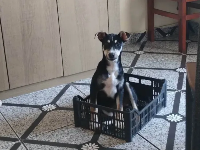 Cachorro ra a SRD-ViraLata idade 7 a 11 meses nome Simon Simão 