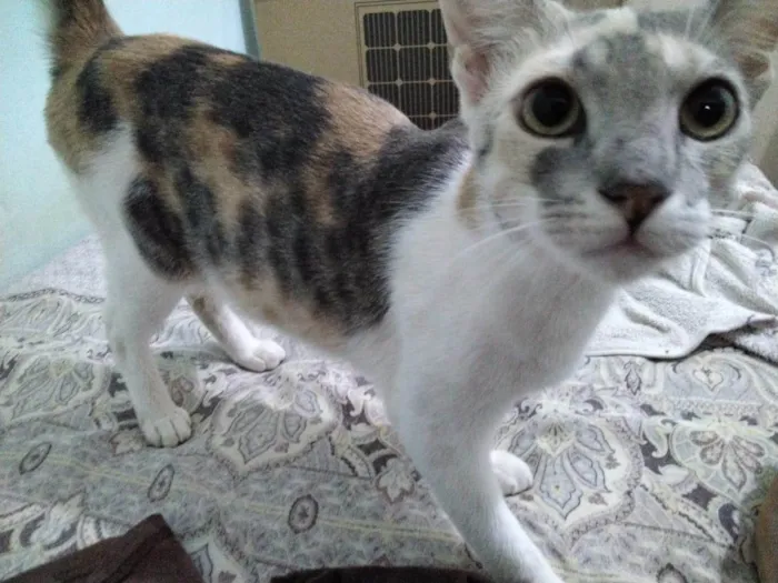 Gato ra a SRD-ViraLata idade 1 ano nome Nihan