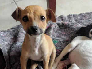Cachorro raça SRD-ViraLata idade 2 a 6 meses nome Faísca 