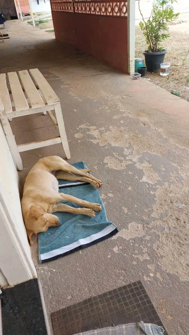 Cachorro ra a SRD-ViraLata idade 3 anos nome Paçoca