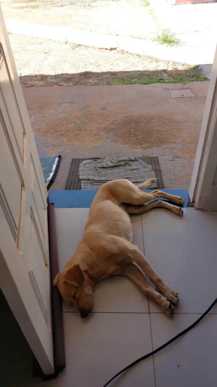 Cachorro ra a SRD-ViraLata idade 3 anos nome Paçoca