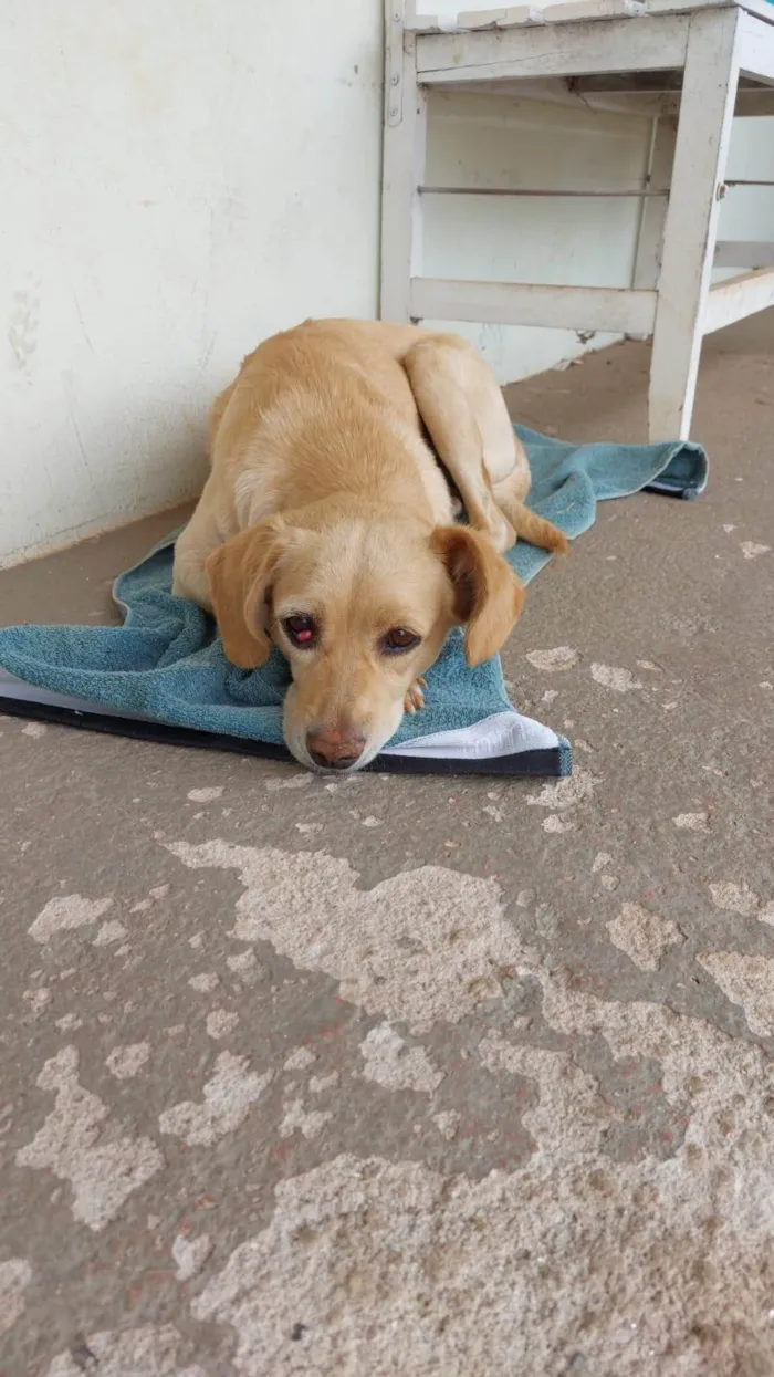 Cachorro ra a SRD-ViraLata idade 3 anos nome Paçoca