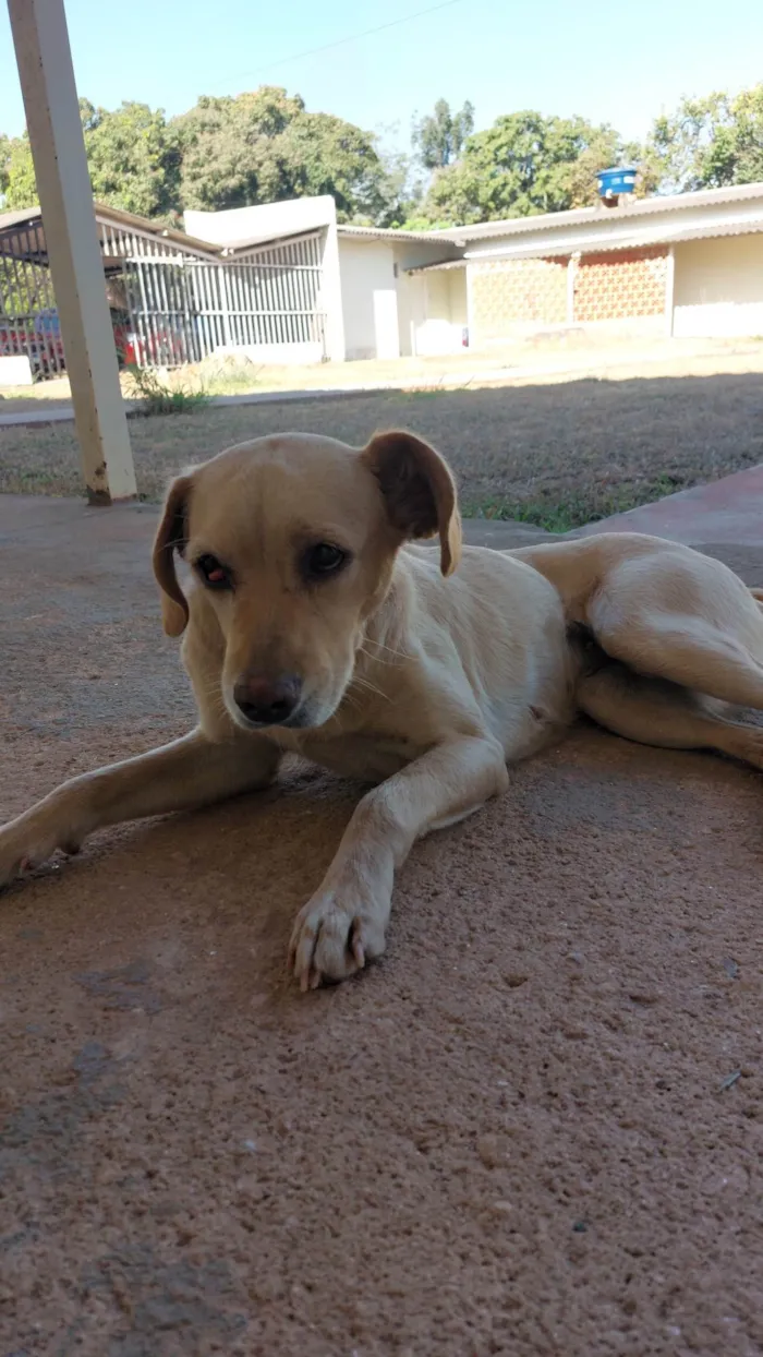 Cachorro ra a SRD-ViraLata idade 3 anos nome Paçoca
