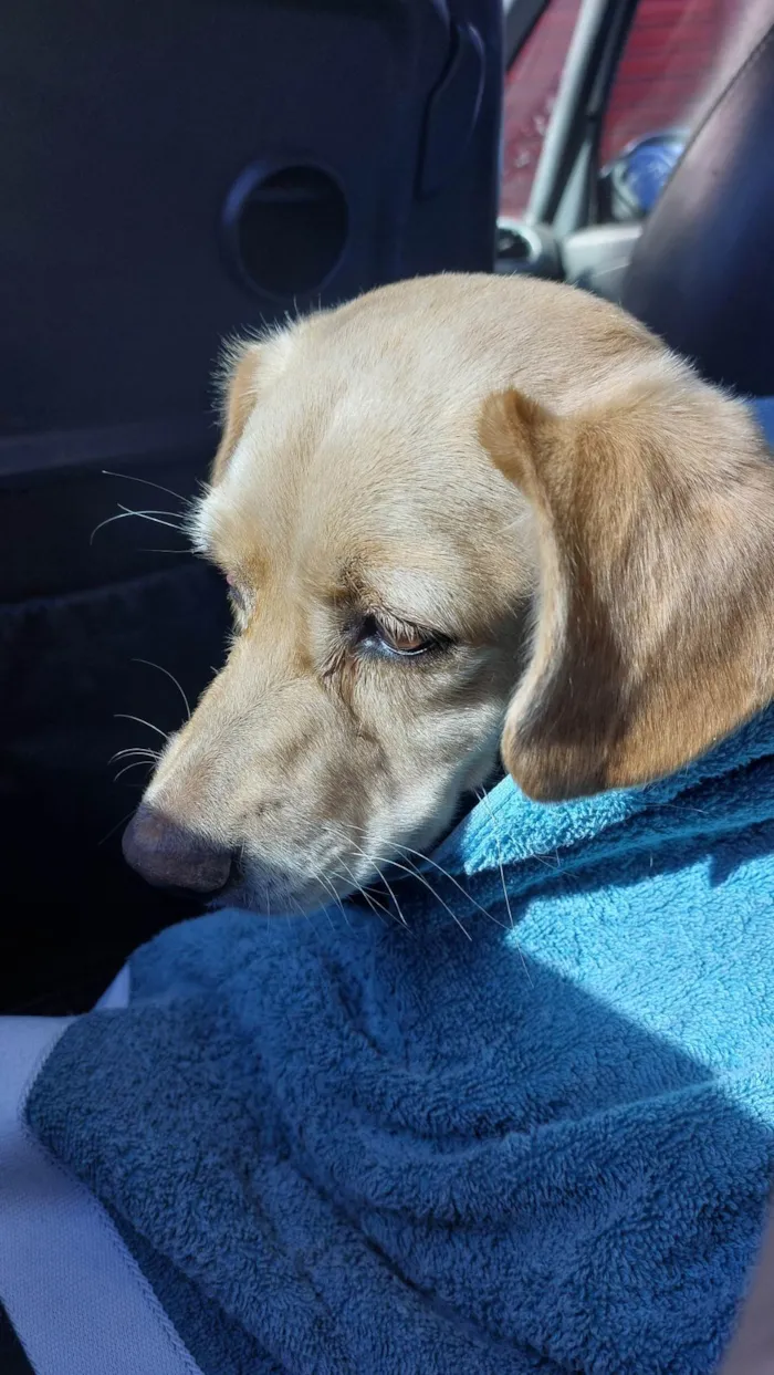 Cachorro ra a SRD-ViraLata idade 3 anos nome Paçoca