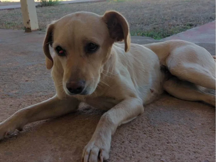 Cachorro ra a SRD-ViraLata idade 3 anos nome Paçoca