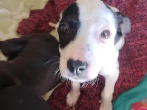 Cachorro raça SRD-ViraLata idade 2 a 6 meses nome Mel