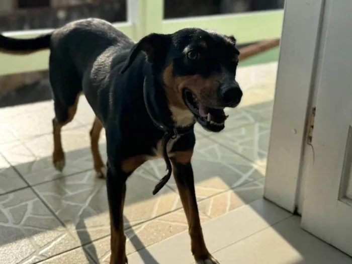 Cachorro ra a SRD-ViraLata idade 3 anos nome Filó