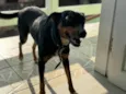 Filó