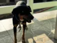 Filó