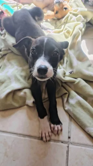 Cachorro raça SRD-ViraLata idade 2 a 6 meses nome Toby