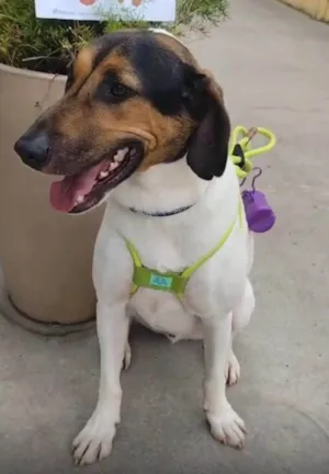 Cachorro raça SRD-ViraLata idade 2 anos nome Jack 