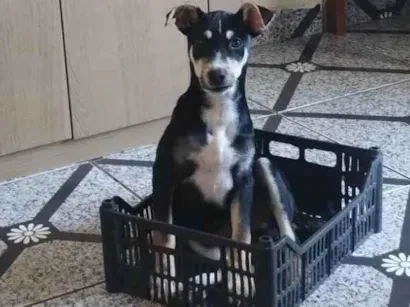 Cachorro raça SRD-ViraLata idade 7 a 11 meses nome Simon Simão 