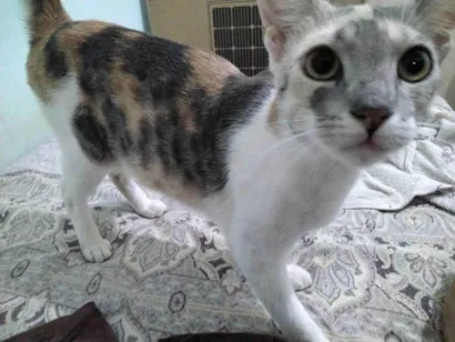 Gato raça SRD-ViraLata idade 1 ano nome Nihan