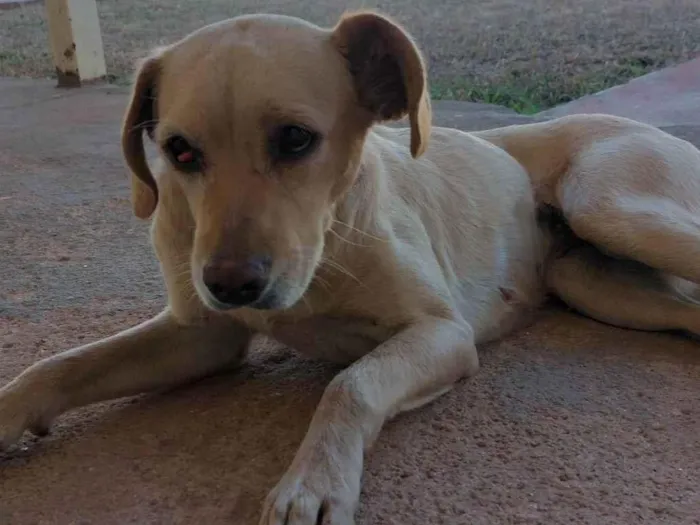 Cachorro ra a SRD-ViraLata idade 3 anos nome Paçoca