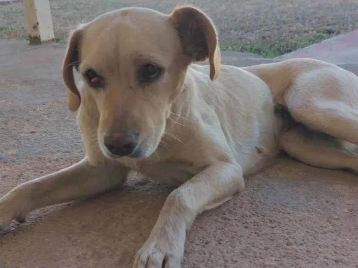 Cachorro ra a SRD-ViraLata idade 3 anos nome Paçoca