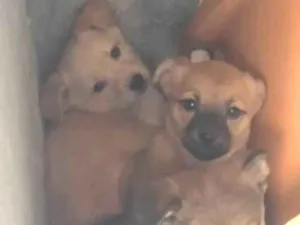 Cachorro raça SRD-ViraLata idade 2 a 6 meses nome infelizmente não coloquei nome nos bebes 