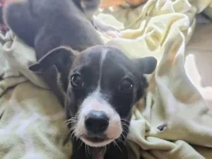 Cachorro raça SRD-ViraLata idade 2 a 6 meses nome Toby