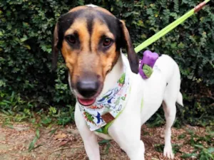 Cachorro raça SRD-ViraLata idade 2 anos nome Jack 