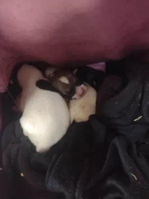 Cachorro raça SRD-ViraLata idade Abaixo de 2 meses nome Nicoli valentini pedroso dos santos 