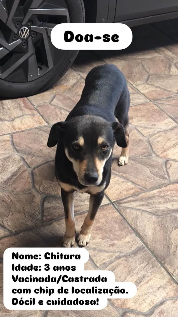 Cachorro ra a SRD-ViraLata idade 3 anos nome Chitara 