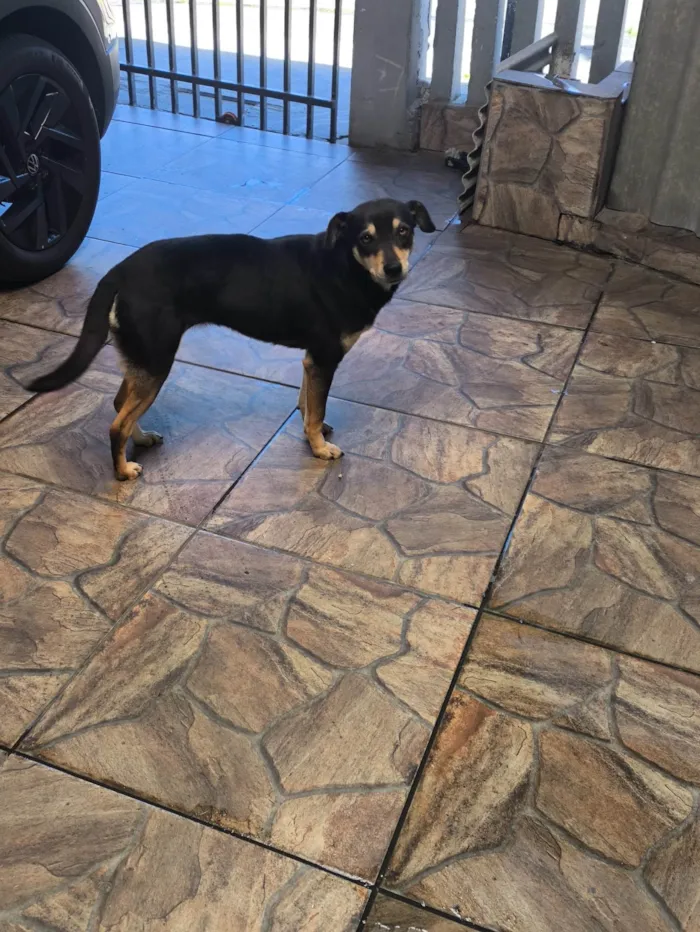 Cachorro ra a SRD-ViraLata idade 3 anos nome Chitara 