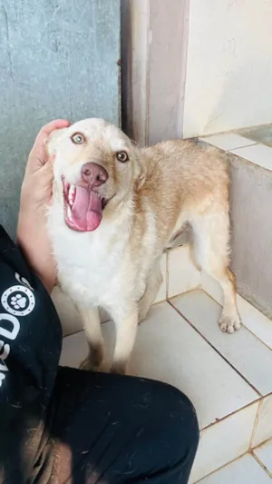Cachorro raça SRD-ViraLata idade 1 ano nome Feliz 