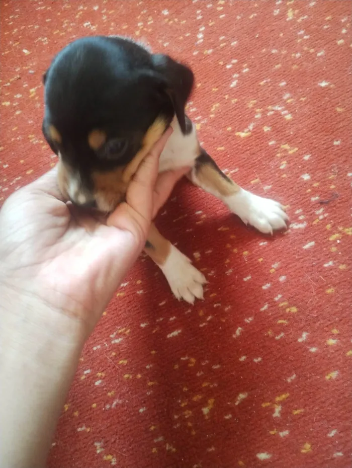 Cachorro ra a SRD-ViraLata idade Abaixo de 2 meses nome Ainda não tem nomes