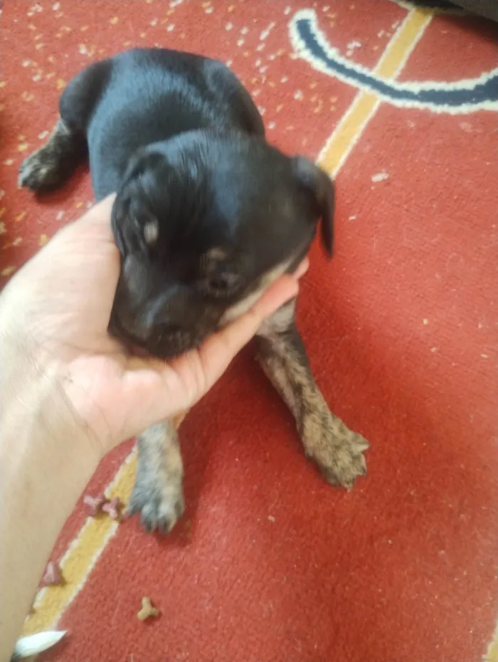 Cachorro ra a SRD-ViraLata idade Abaixo de 2 meses nome Ainda não tem nomes