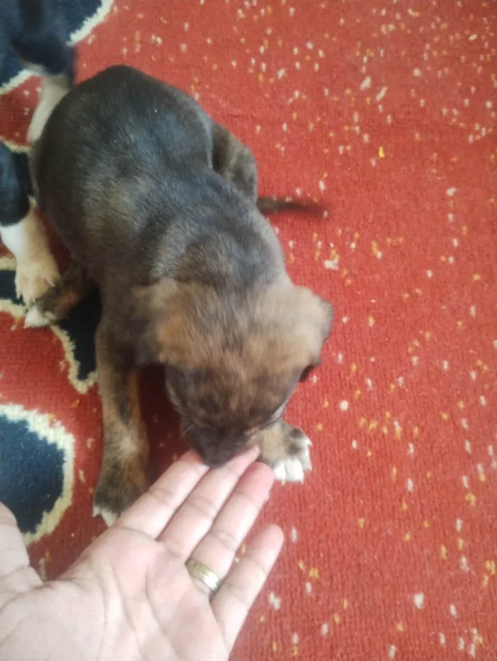 Cachorro ra a SRD-ViraLata idade Abaixo de 2 meses nome Ainda não tem nomes