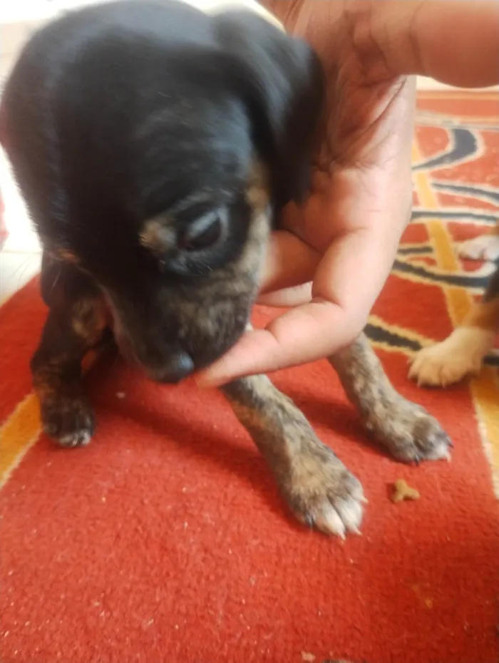 Cachorro ra a SRD-ViraLata idade Abaixo de 2 meses nome Ainda não tem nomes