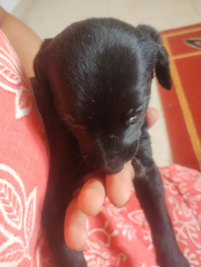 Cachorro ra a SRD-ViraLata idade Abaixo de 2 meses nome Ainda não tem nomes