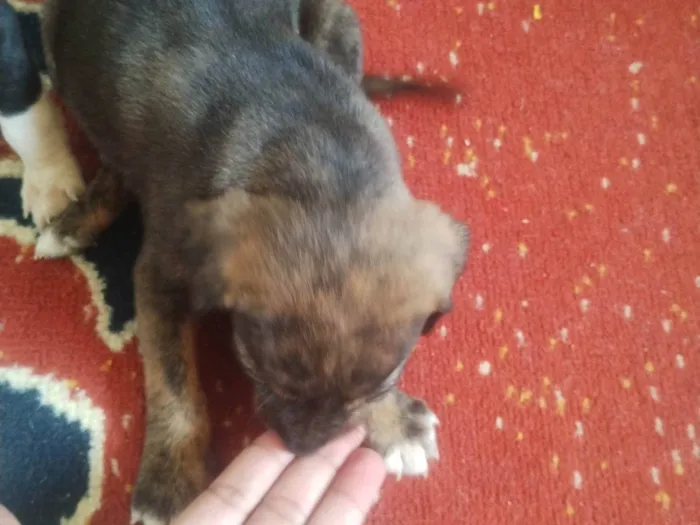 Cachorro ra a SRD-ViraLata idade Abaixo de 2 meses nome Ainda não tem nomes