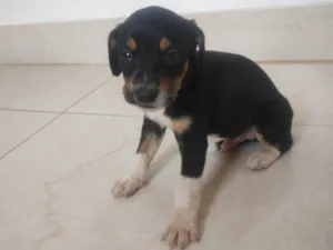 Cachorro raça SRD-ViraLata idade Abaixo de 2 meses nome Ainda não tem nomes