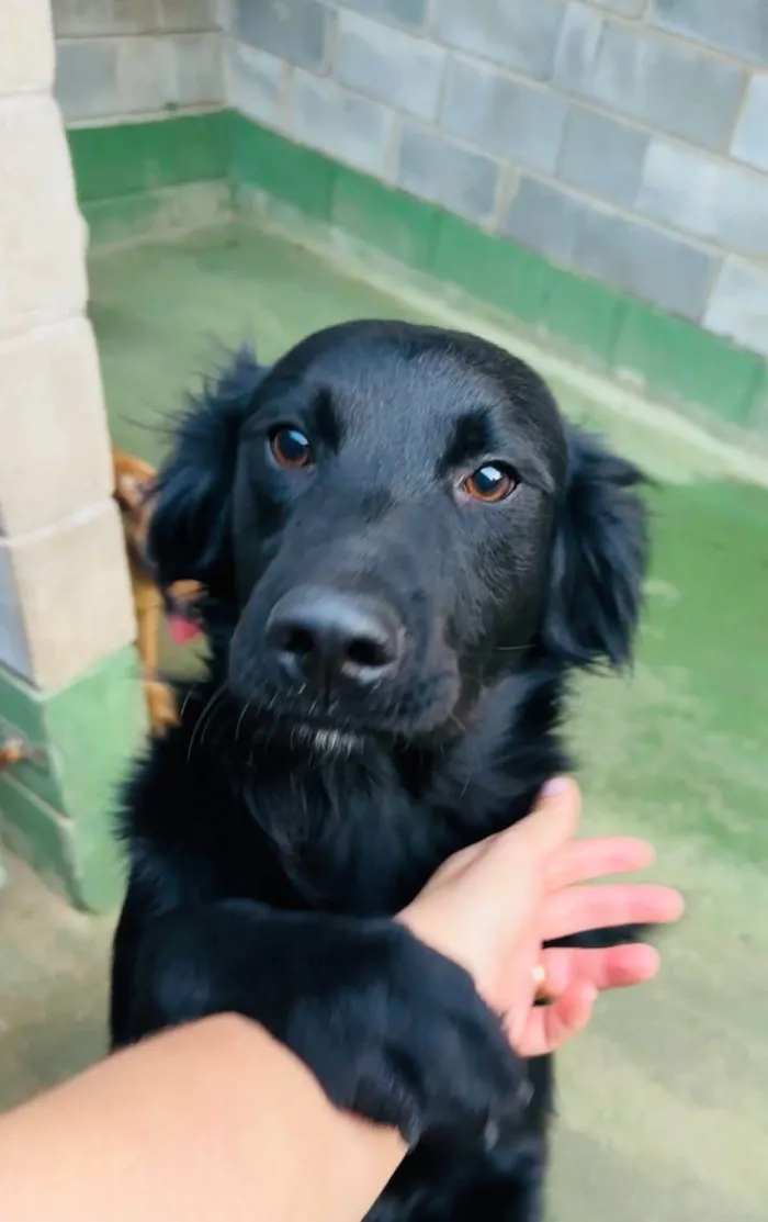 Cachorro ra a SRD-ViraLata idade 1 ano nome Niko