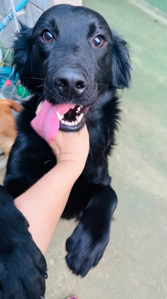 Cachorro ra a SRD-ViraLata idade 1 ano nome Niko