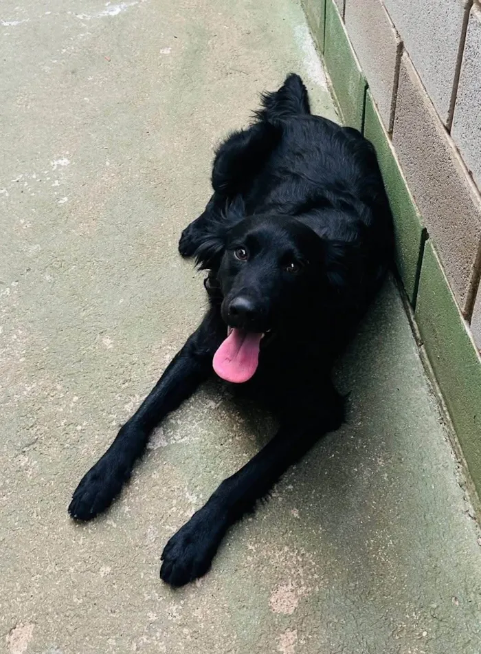 Cachorro ra a SRD-ViraLata idade 1 ano nome Niko