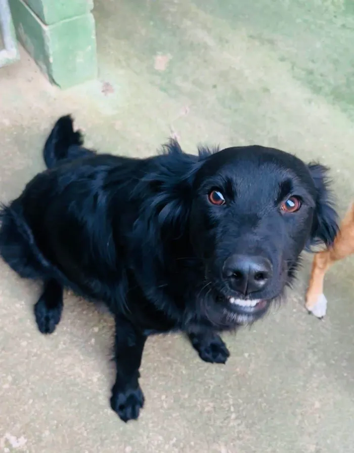 Cachorro ra a SRD-ViraLata idade 1 ano nome Niko