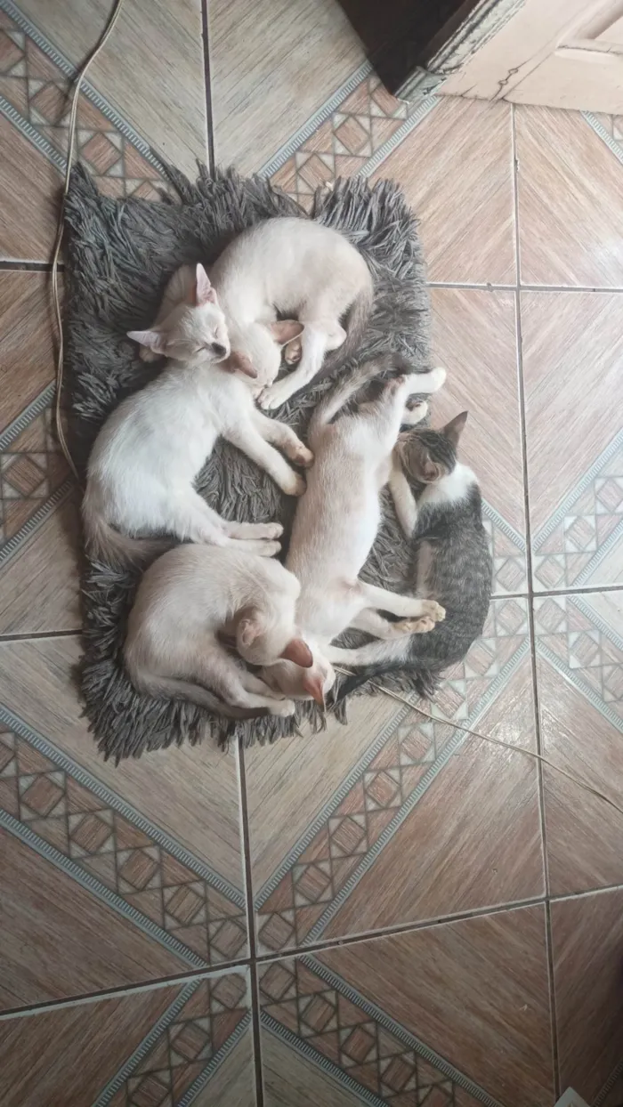 Gato ra a SRD-ViraLata idade 2 a 6 meses nome SUELLEN LILIA RAMOS RAIOL