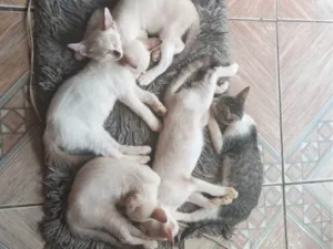 Gato raça SRD-ViraLata idade 2 a 6 meses nome SUELLEN LILIA RAMOS RAIOL