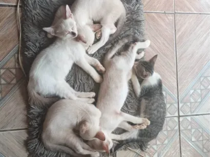 Gato raça SRD-ViraLata idade 2 a 6 meses nome SUELLEN LILIA RAMOS RAIOL