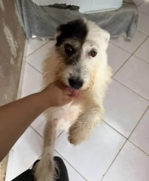 Cachorro raça SRD-ViraLata idade 2 anos nome Luna