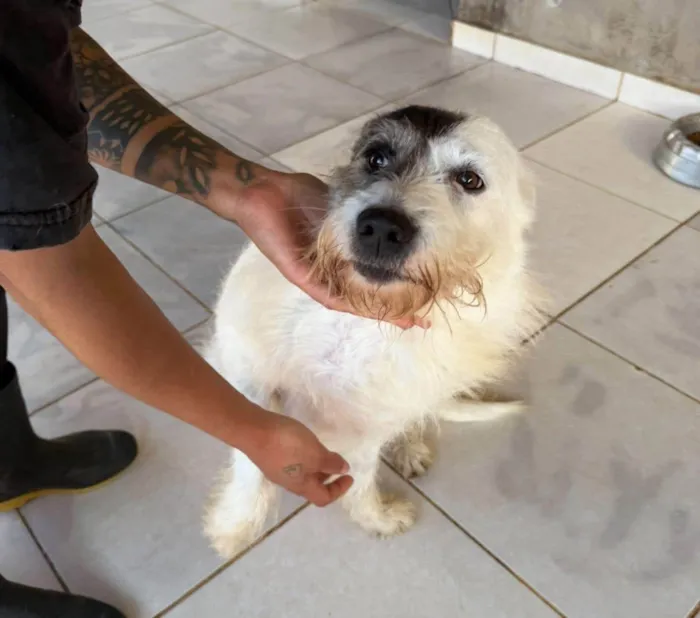 Cachorro ra a SRD-ViraLata idade 2 anos nome Luna