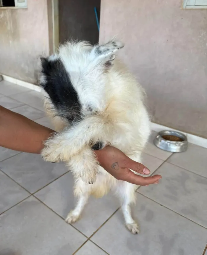 Cachorro ra a SRD-ViraLata idade 2 anos nome Luna