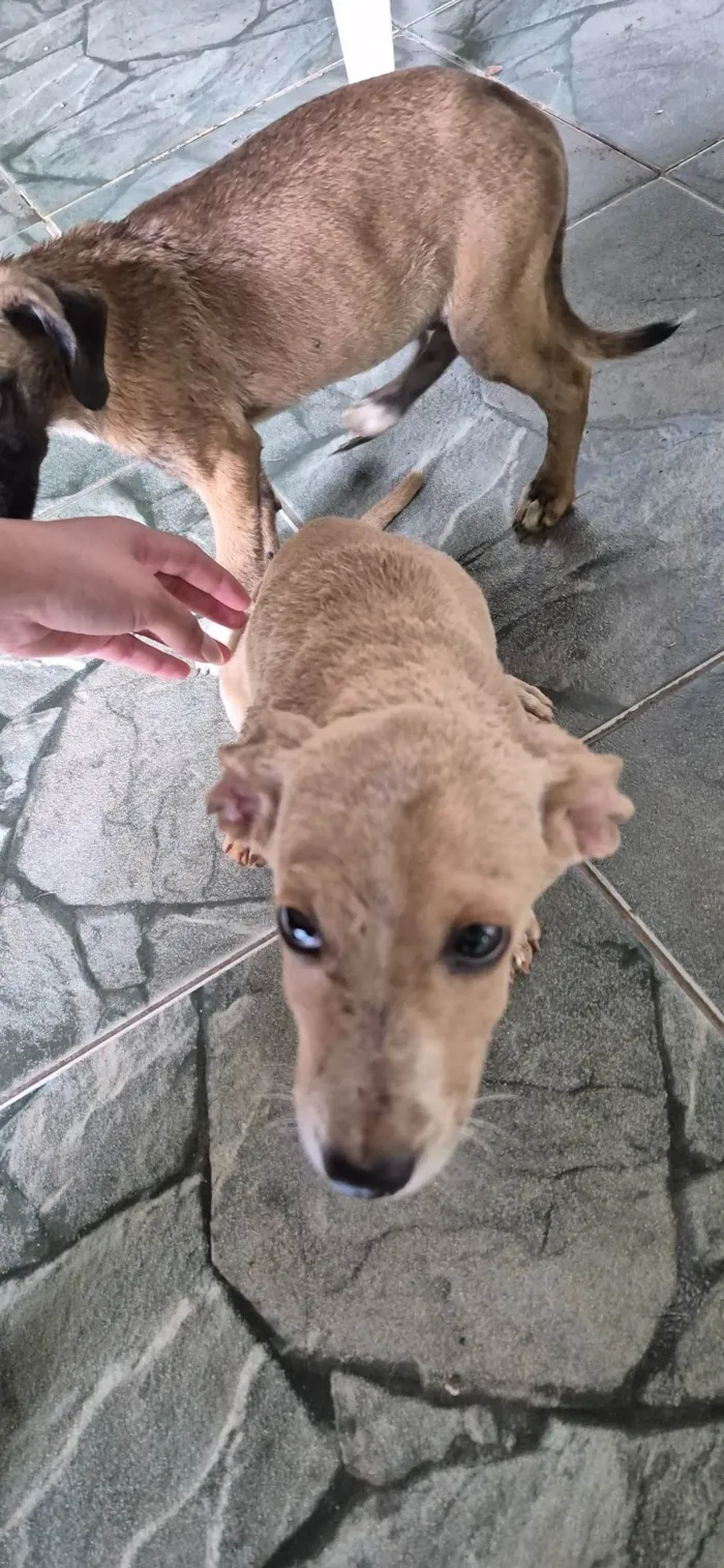 Gato ra a SRD-ViraLata idade Abaixo de 2 meses nome Ttmmm