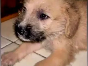 Cachorro raça SRD-ViraLata idade 2 a 6 meses nome Não tem nome 